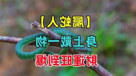 屬蛇 名字